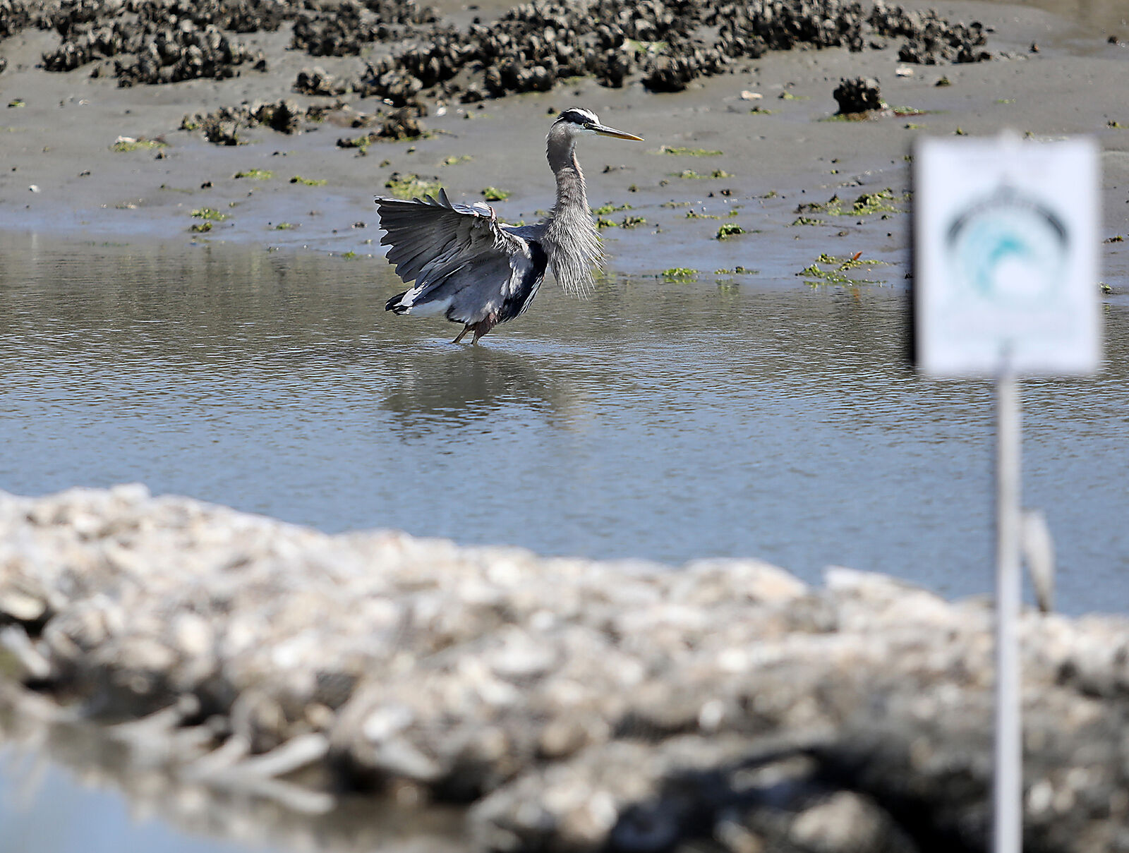 426 NMB oyster bed_JM04.JPG